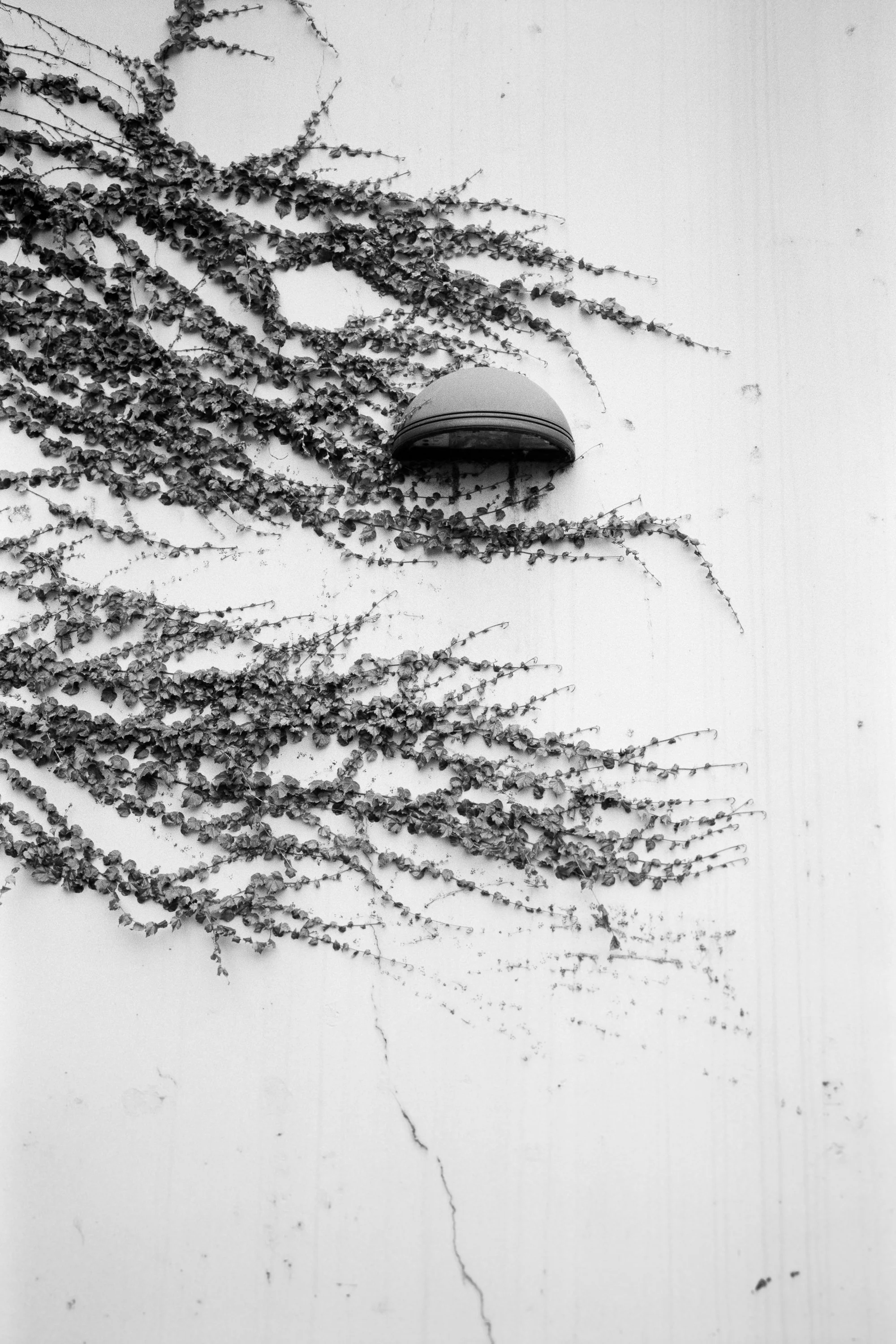 090125_Acros100-11.jpg