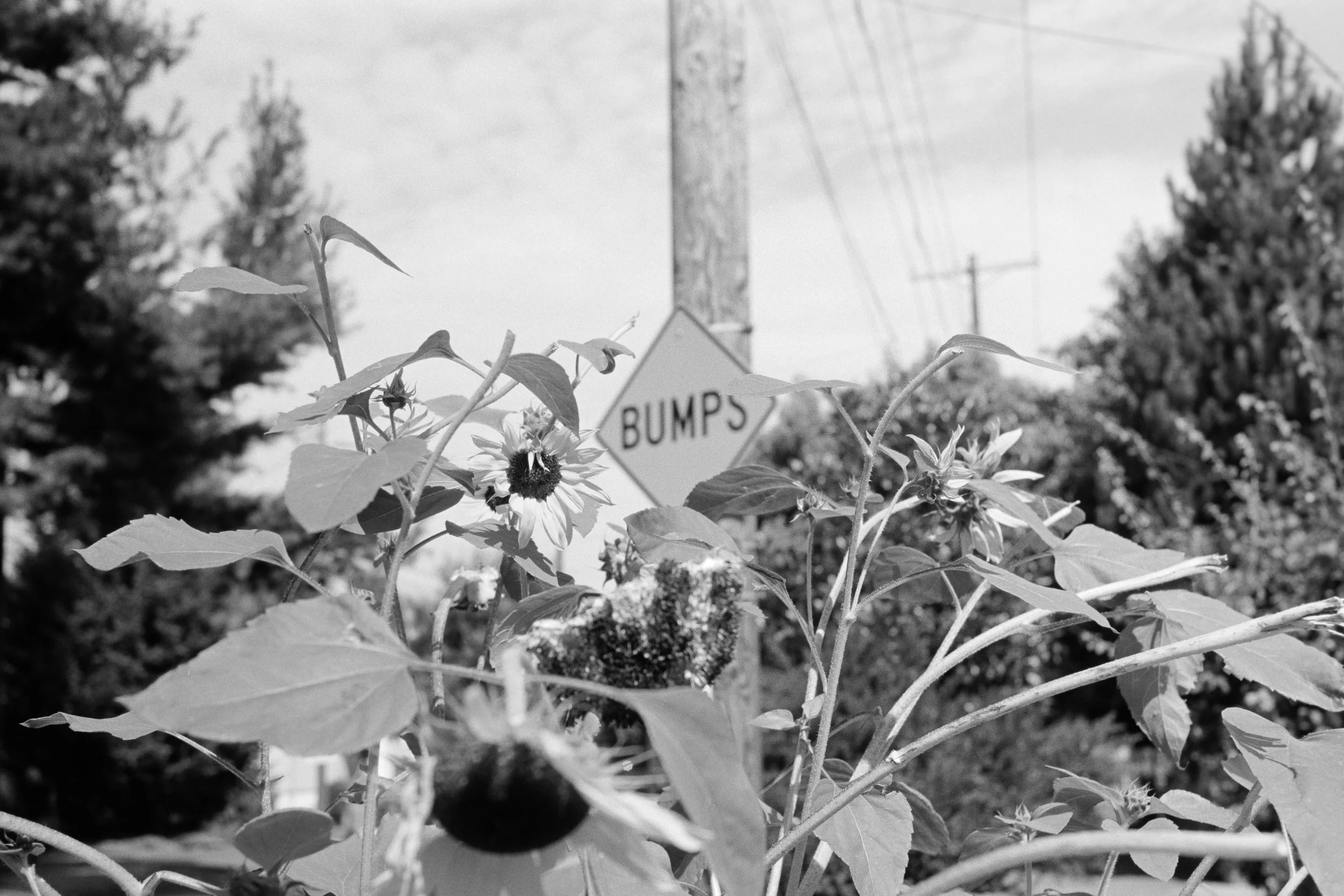 082825_100tmax-50.jpg