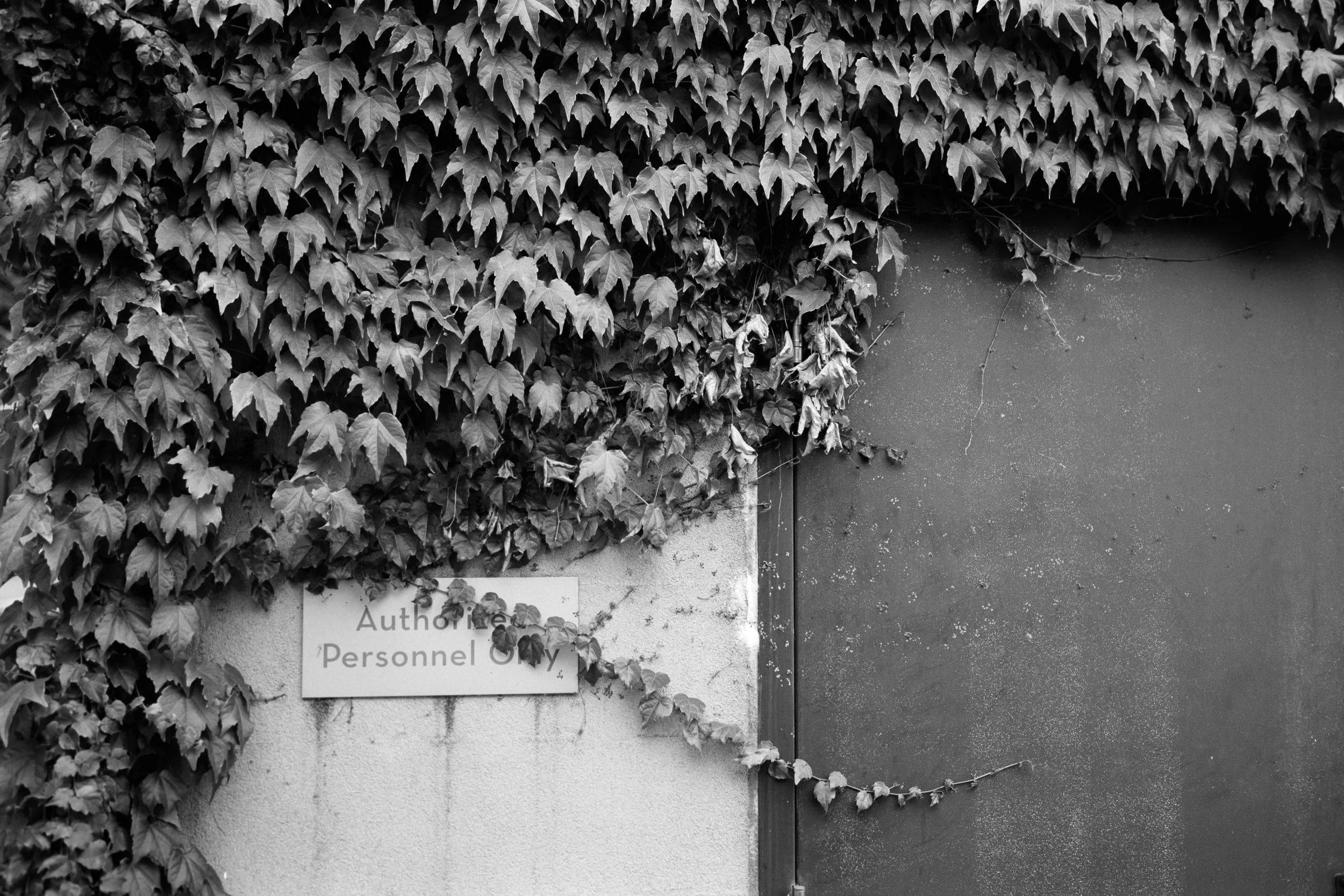 090125_Acros100-2.jpg