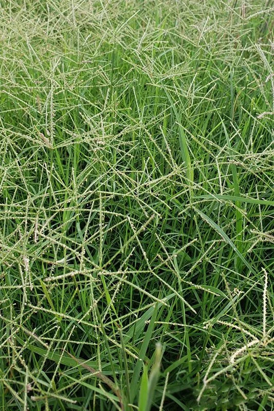 Bermuda grass