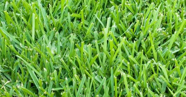 St. Augustine grass