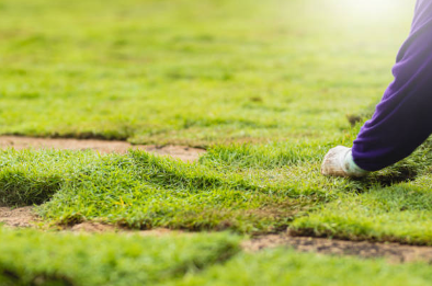 Worker placing fresh sod on a lawn