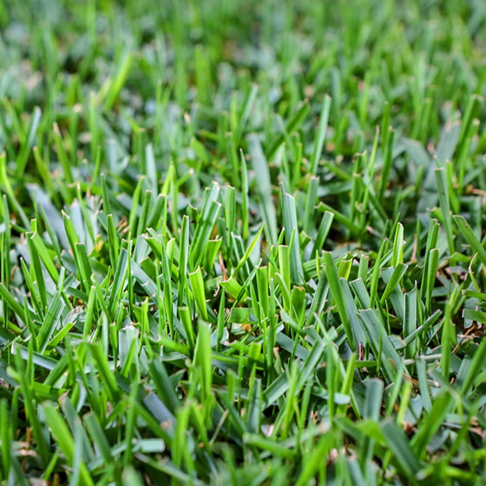 Zoysia grass