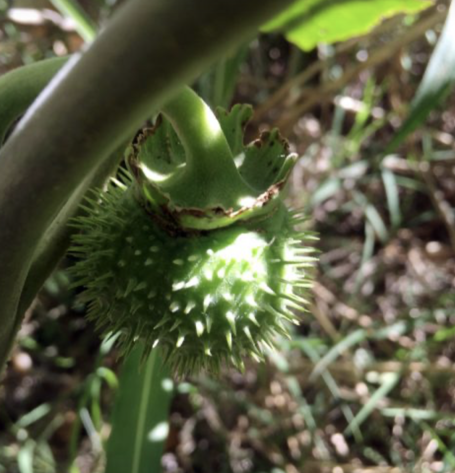 Lovely, Mystical Datura
