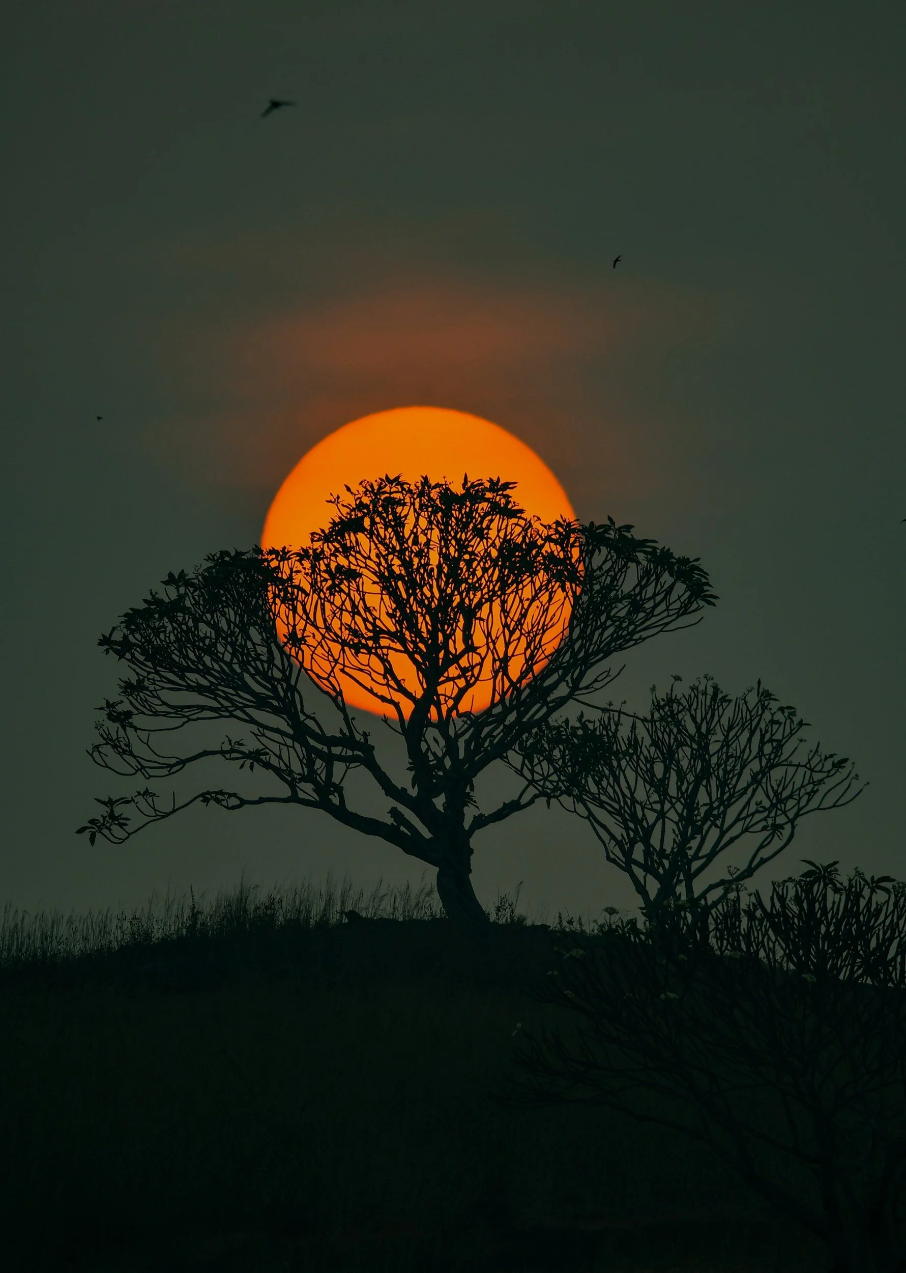 Dear Moon…