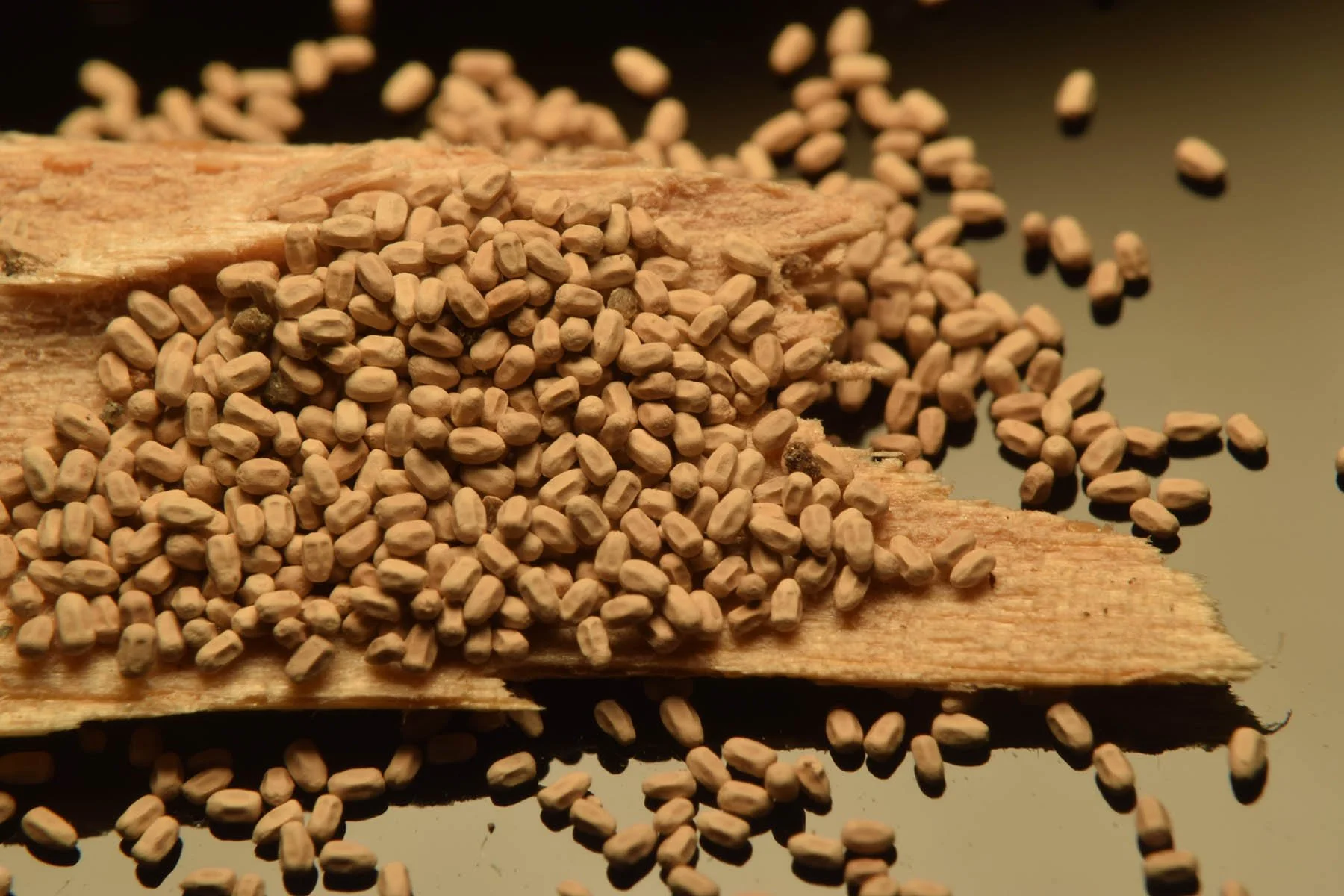 Drywood Termite Pellets.