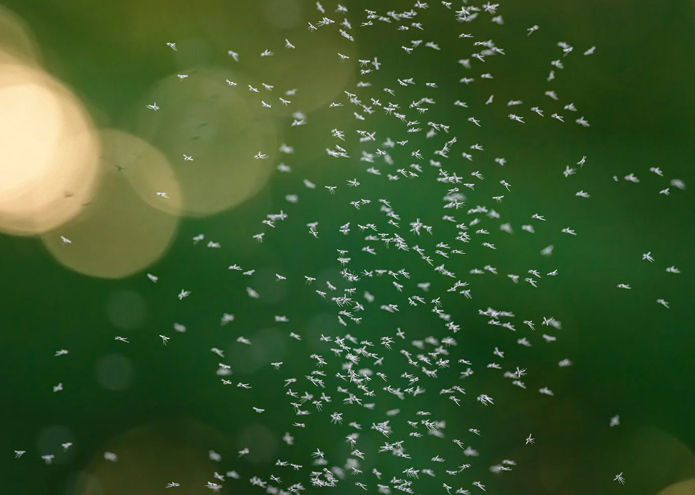 A cloud of Gnats.