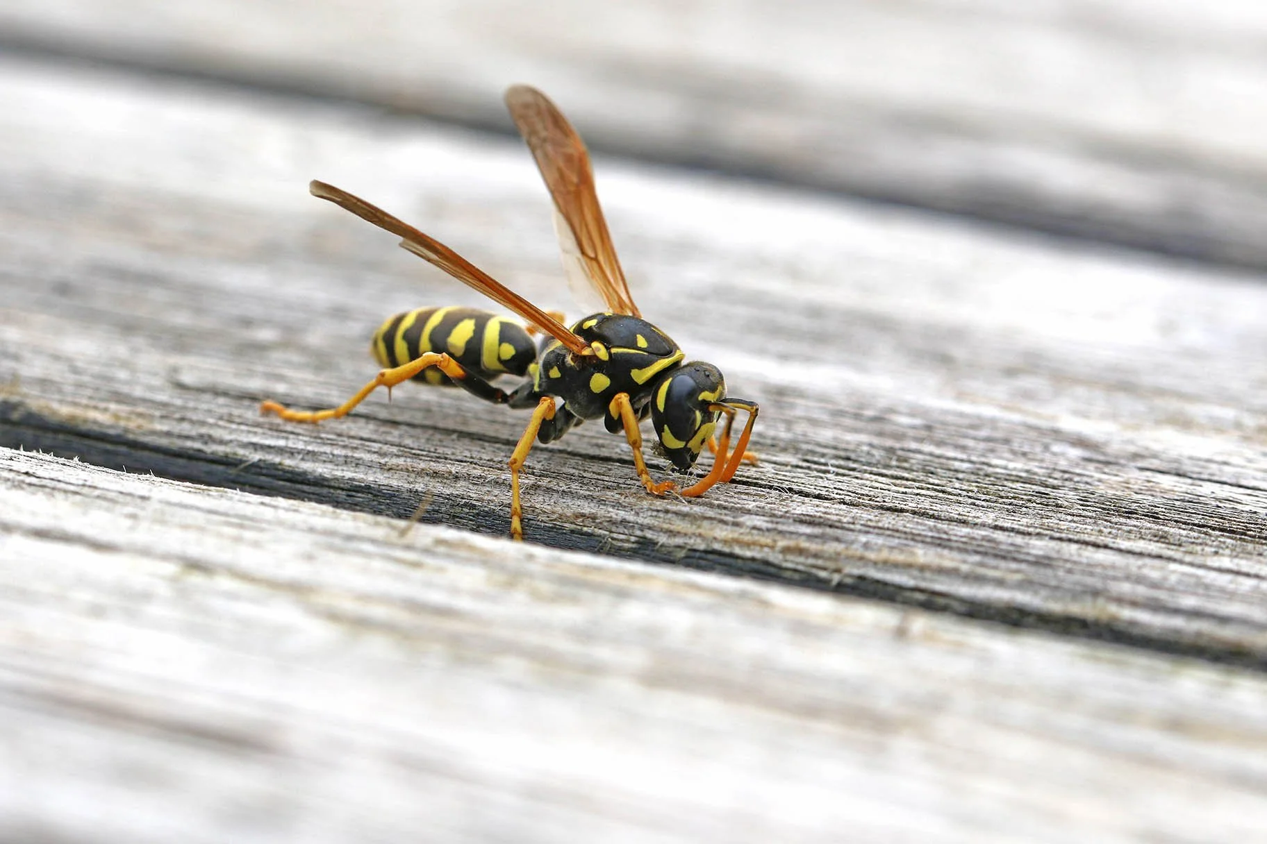 Close-up of a wasp with black and yellow striped body and orange legs and antennae.