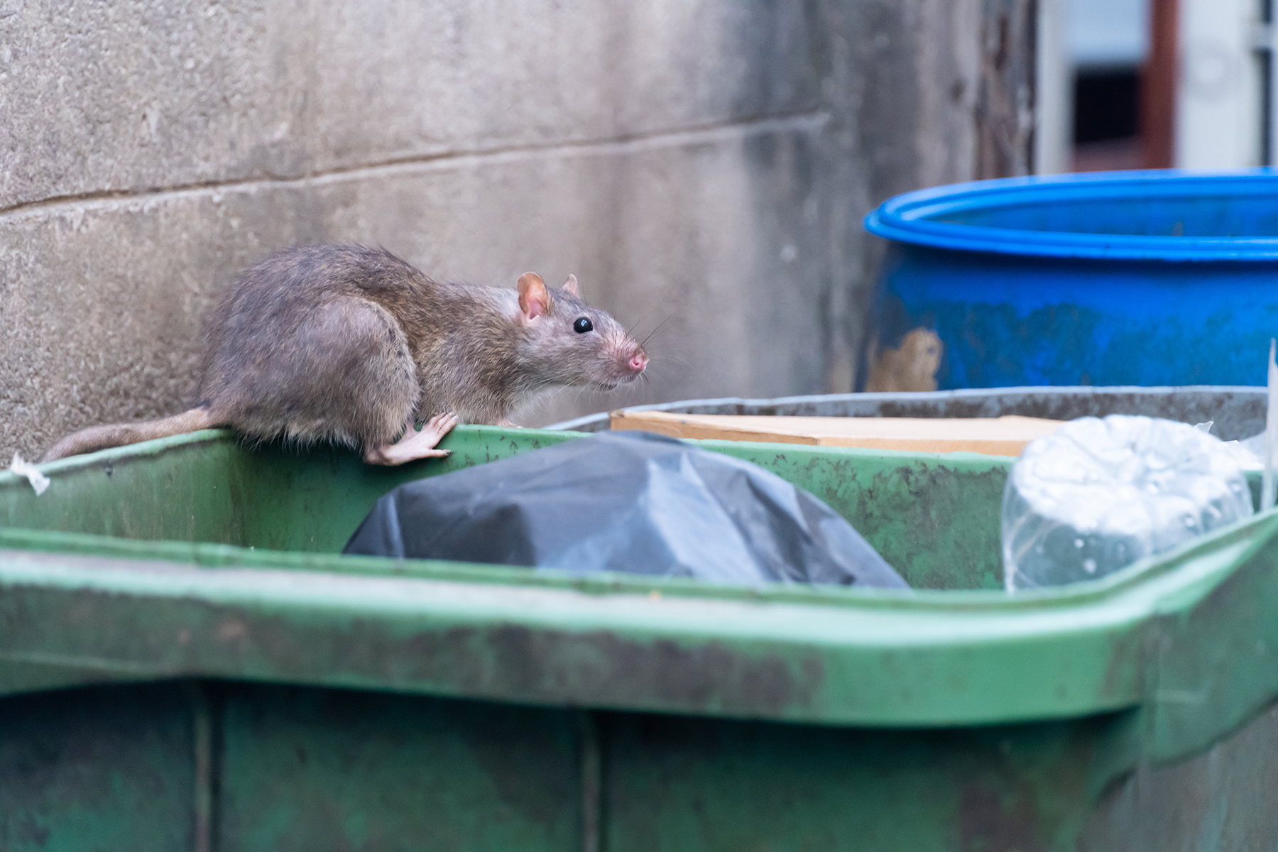 Why Proper Trash Handling Matters in HOA Communities