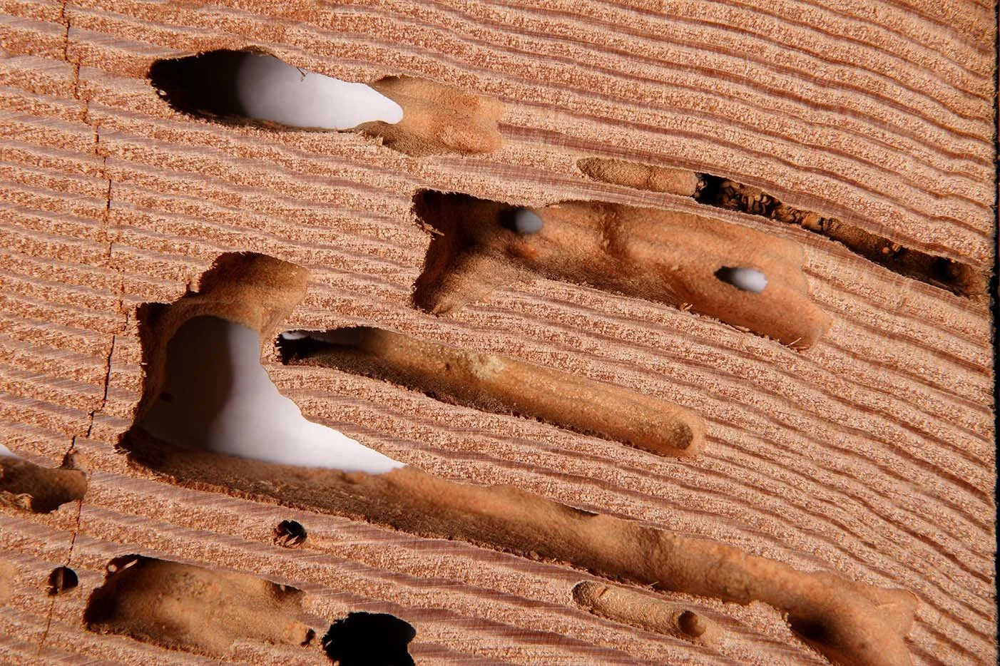 Protecting Your HOA from Termite Damage