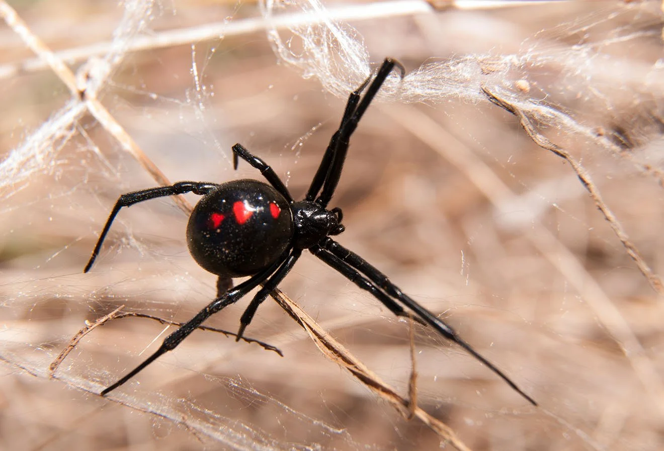 Top 5 Pests That Are a Common Problem for Southern California HOA Communities
