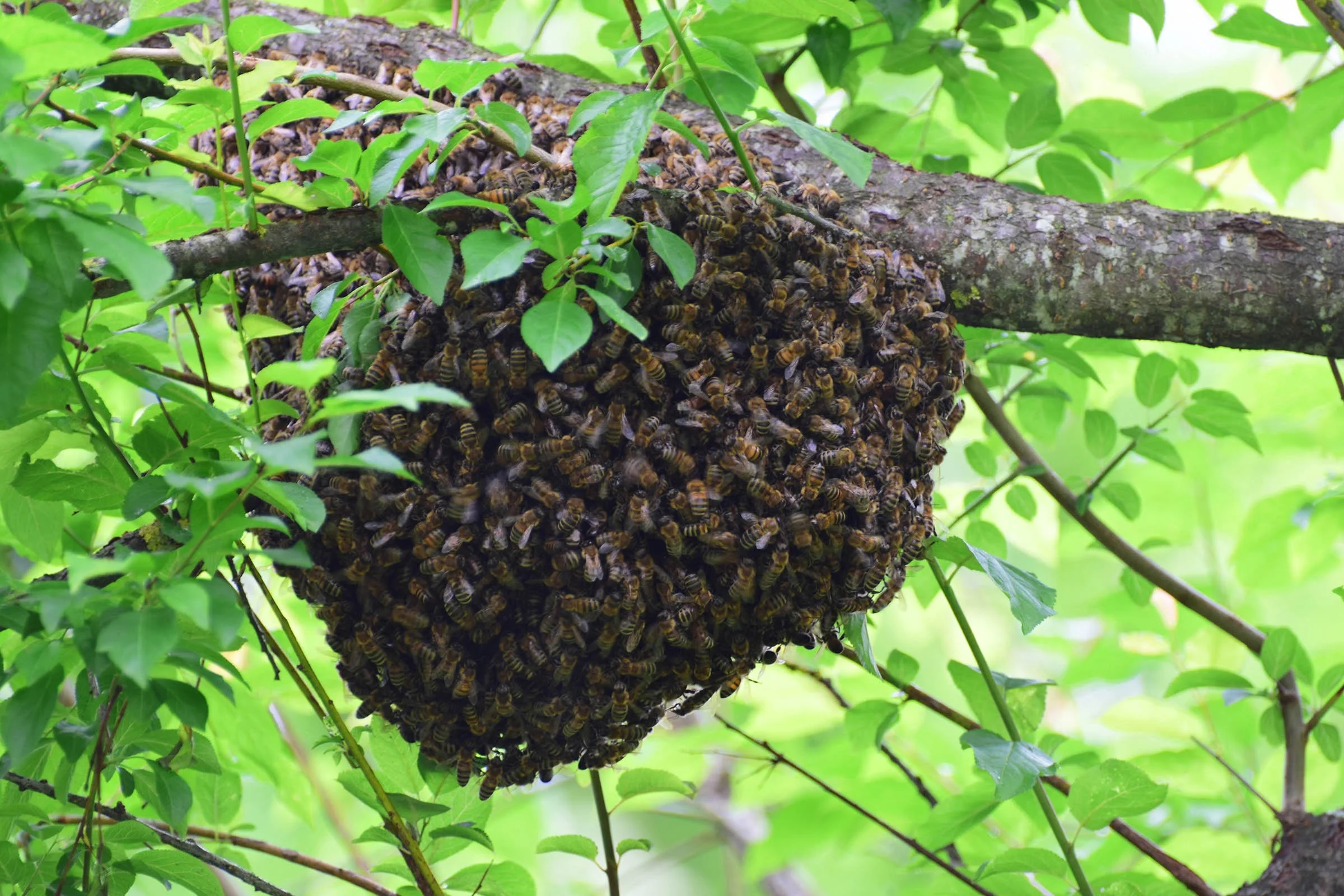 Why Live Bee Removal Is the Better and Safer Choice for HOAs