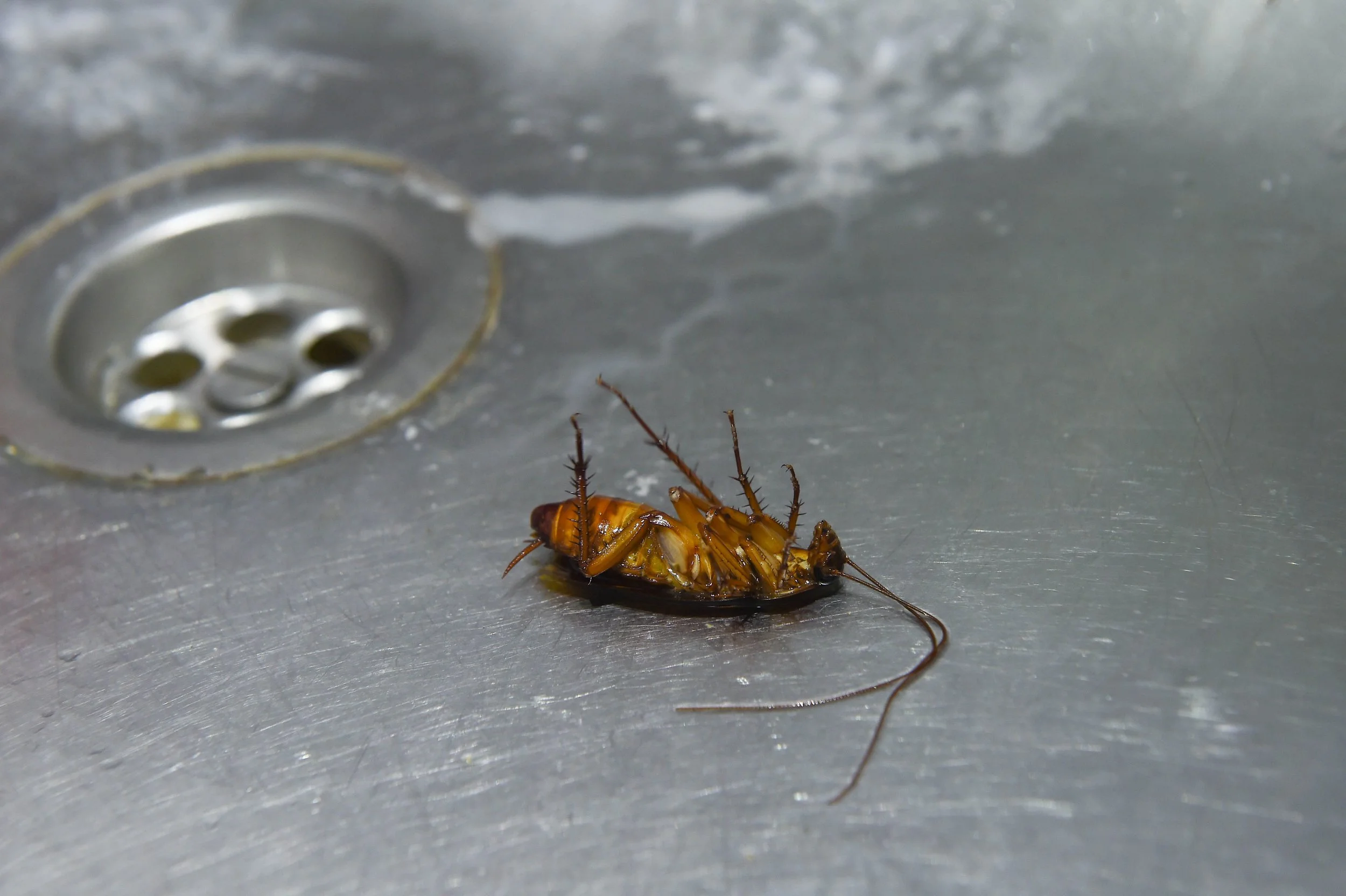 A cockroach lying on its back on a kitchen sink near a drain.