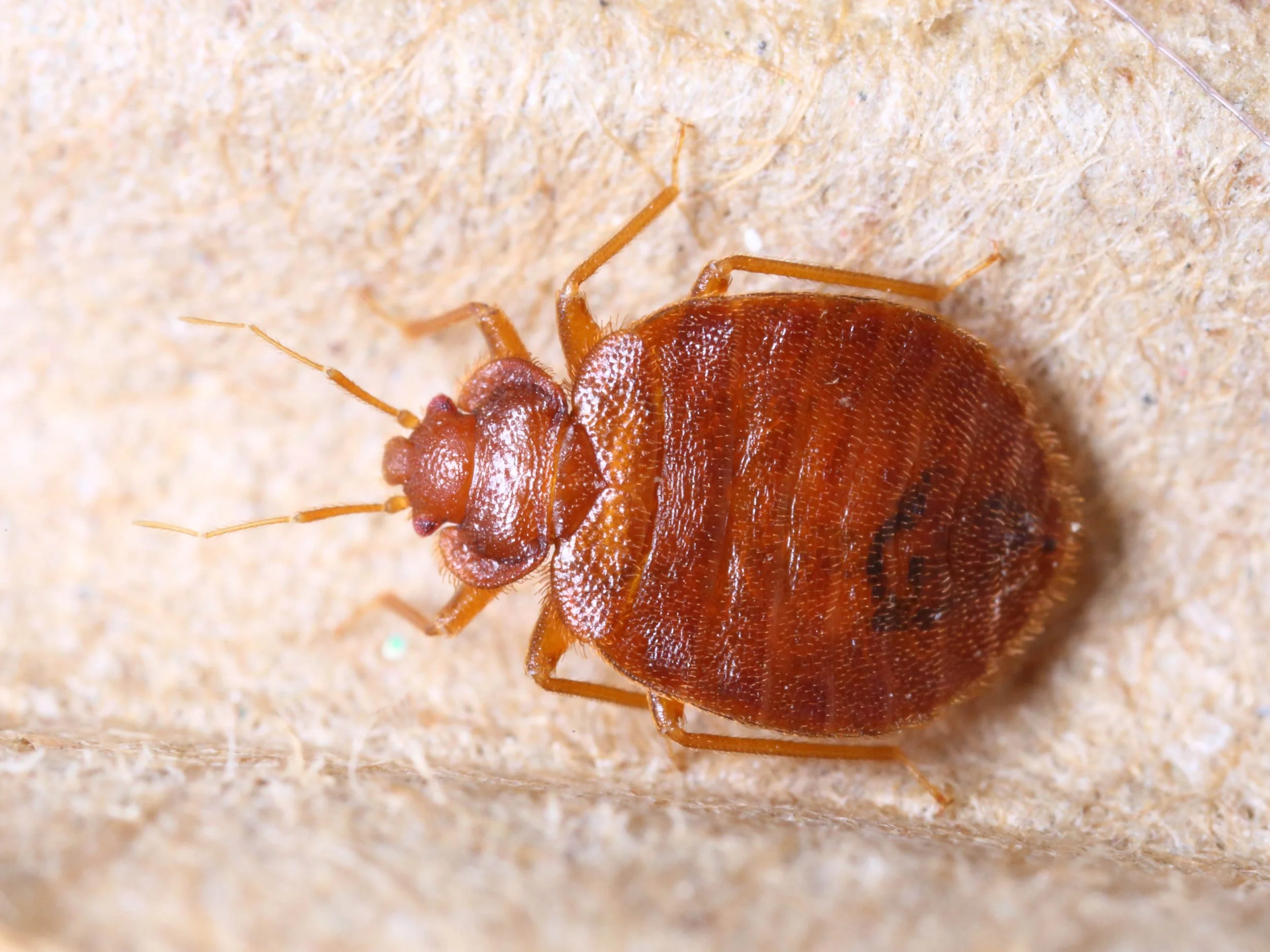 Close-up of a reddish-brown bed bug.