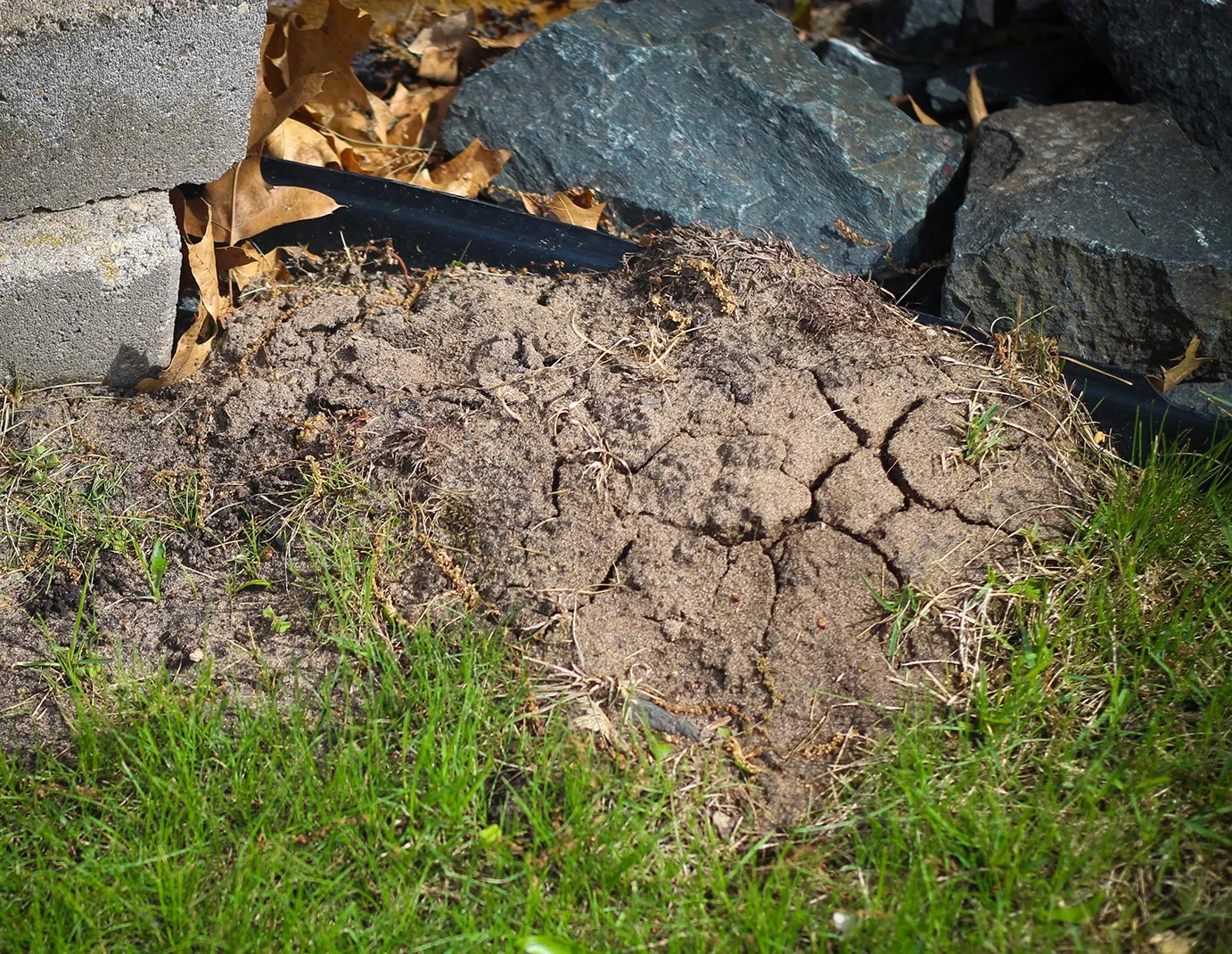 Gopher mound.