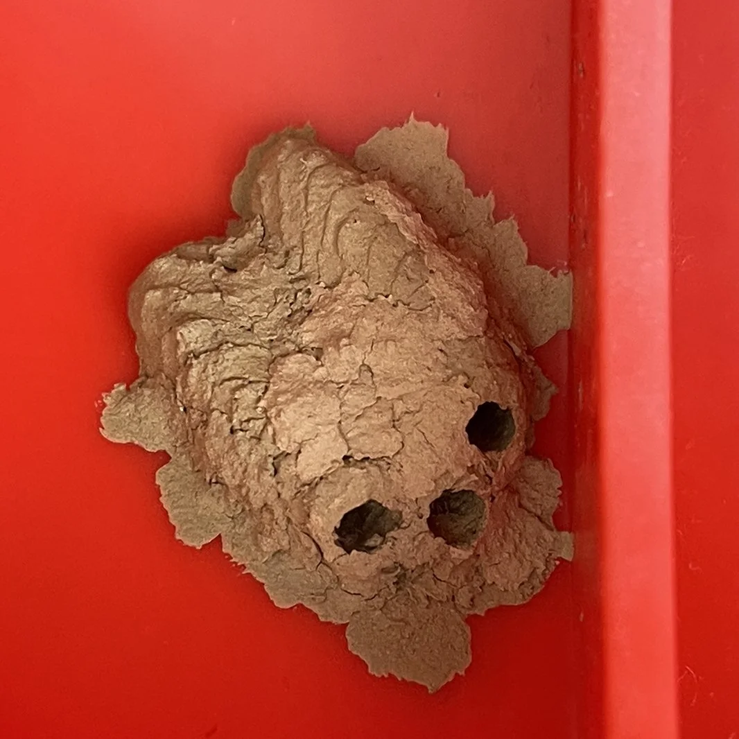 Mud Dauber Nest.