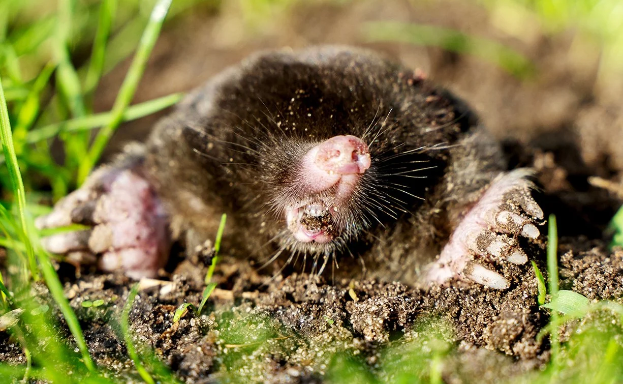 A mole emerging from the ground with its head and paws visible, surrounded by dirt and grass.