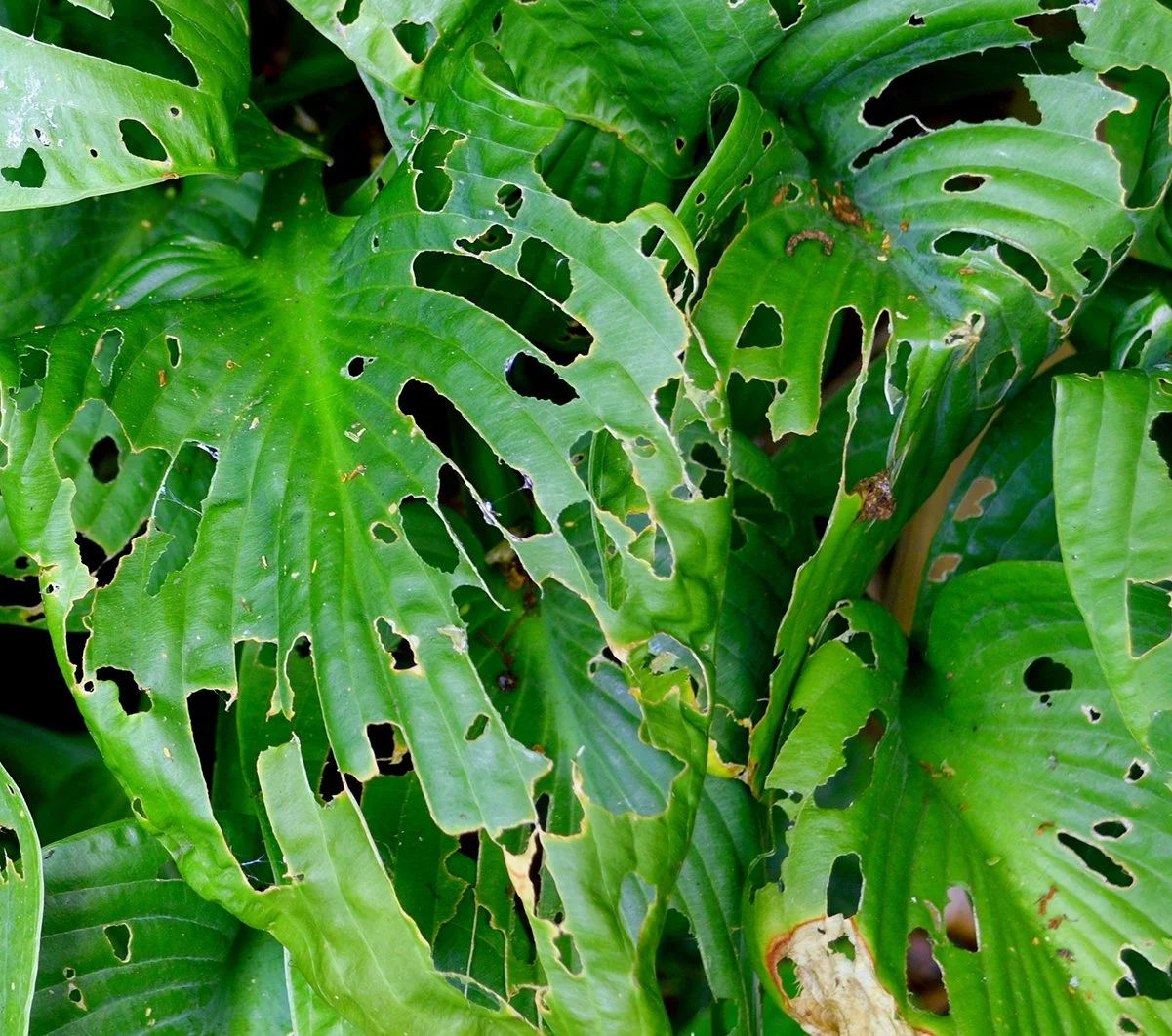 Close-up of leaves with snail and slug damage.