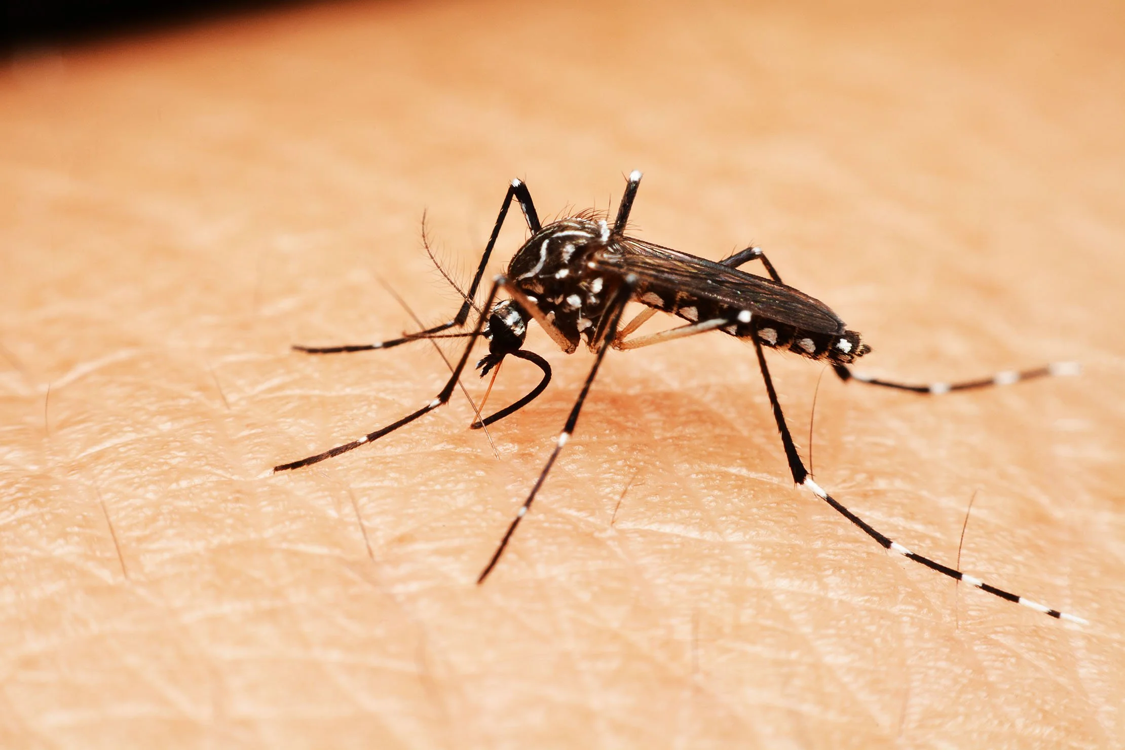 Close-up of a mosquito on human skin, extracting blood.