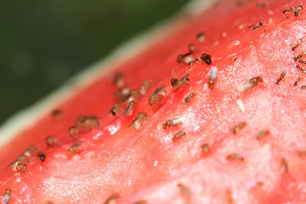 Close-up of a slice of watermelon covered in numerous fruit flies.