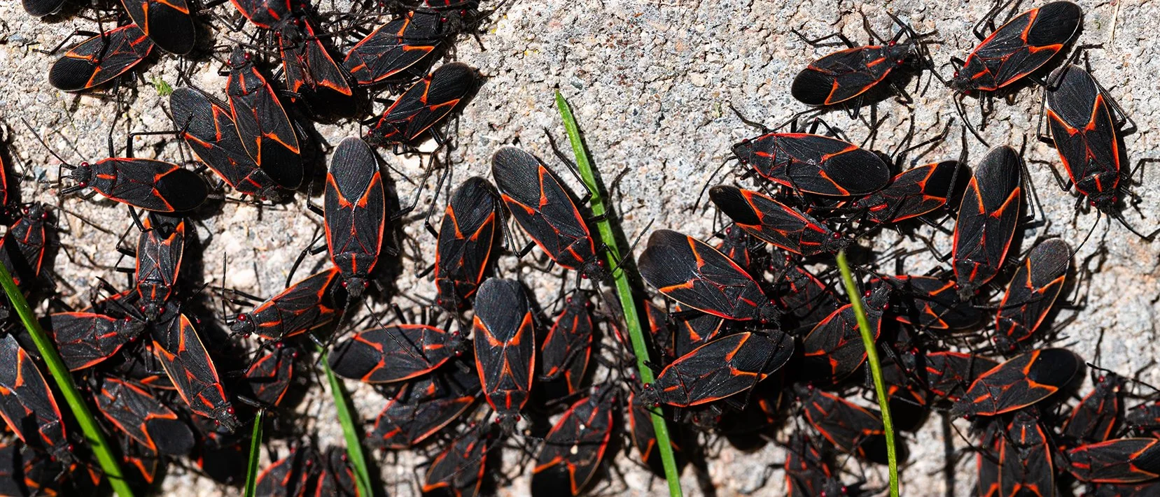 A bunch of Boxelder bugs.