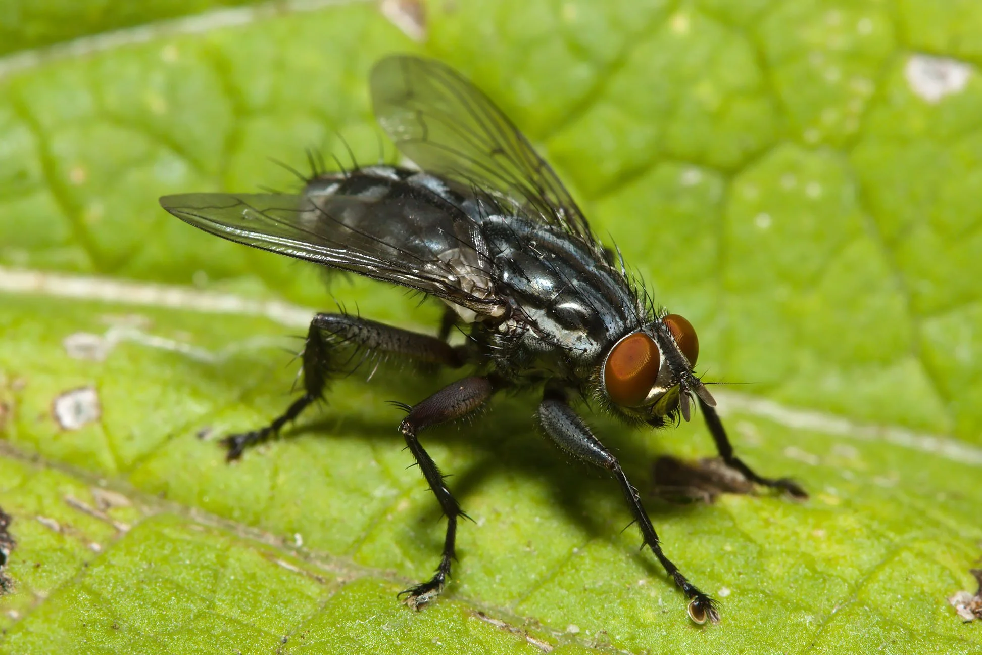 Filth Fly with red eyes resting on a green leaf.