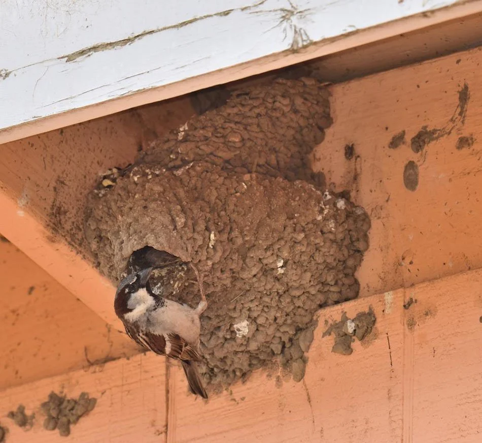 Cliff Swallow Nest.