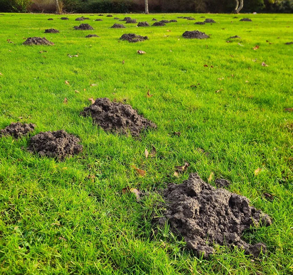 Mole Damage.