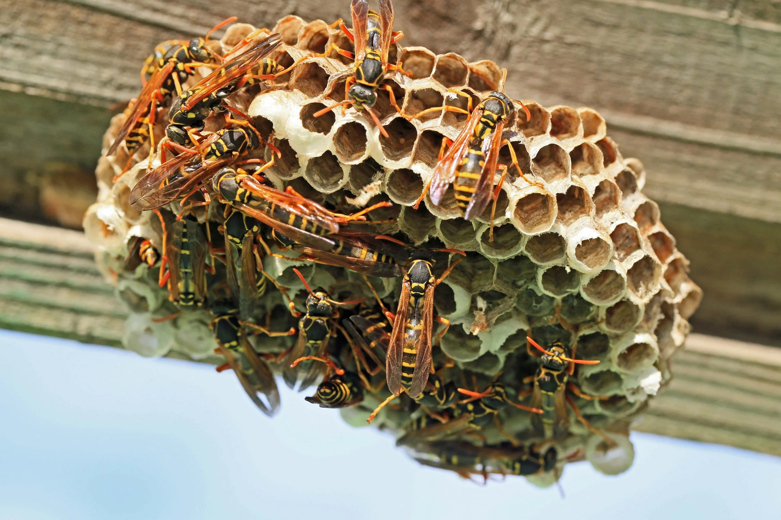 A wasp nest with many wasps on and around it, attached to a wooden surface.