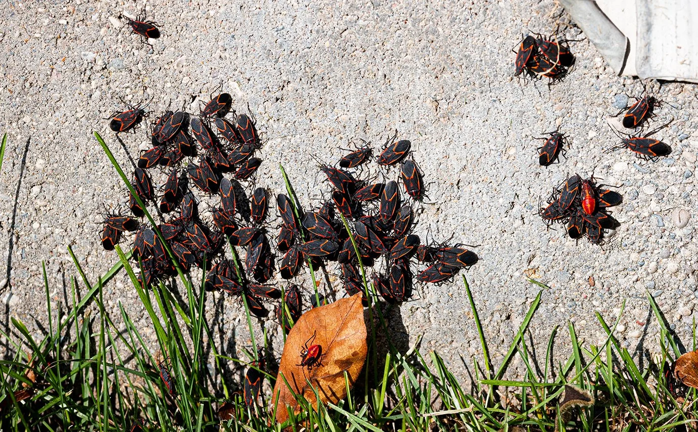 A cluster of Boxelder bugs.