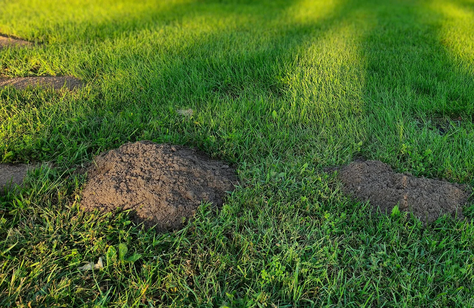 Gopher Damage.
