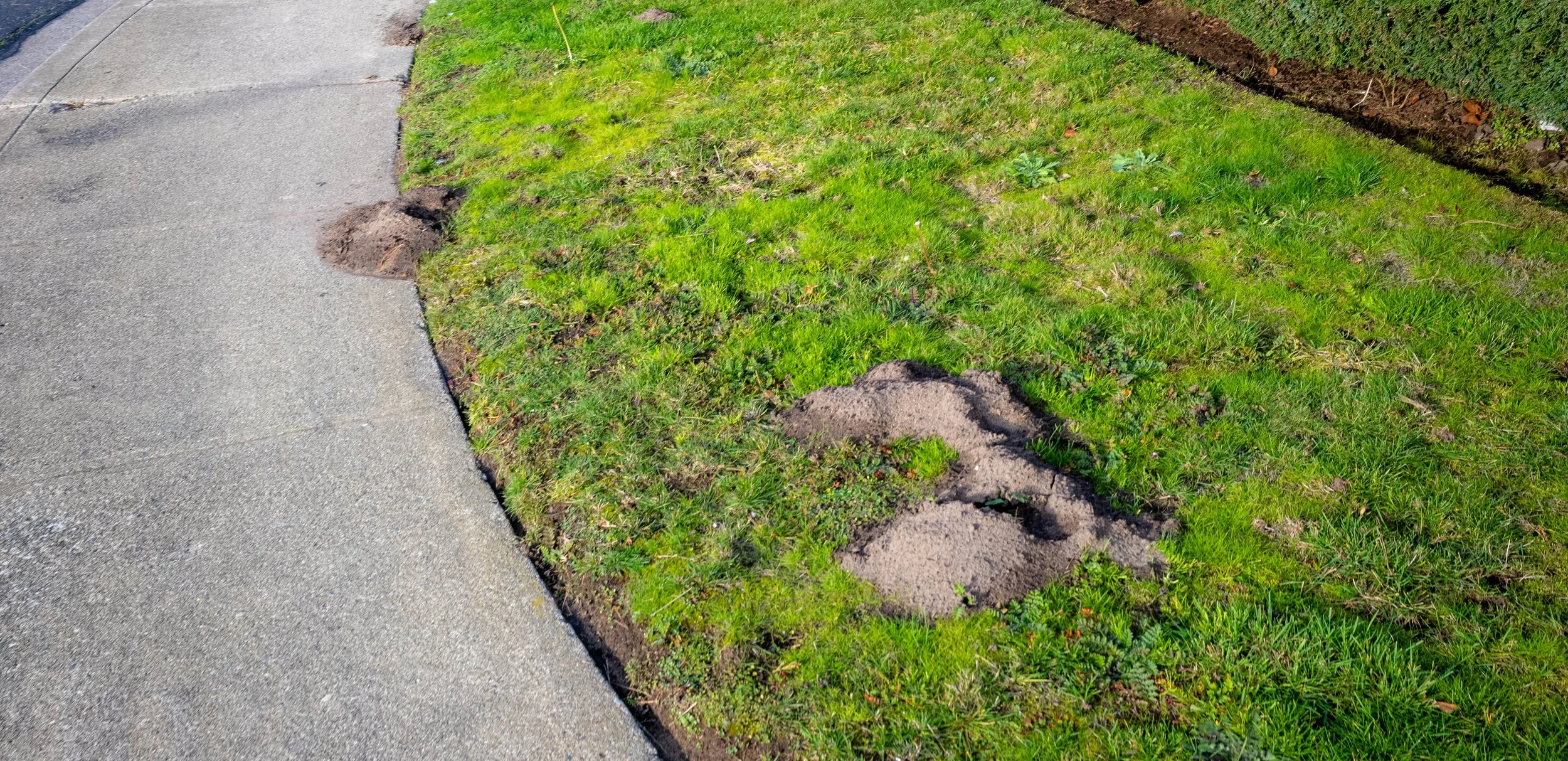 Gophers damaging lawn near sidewalk.