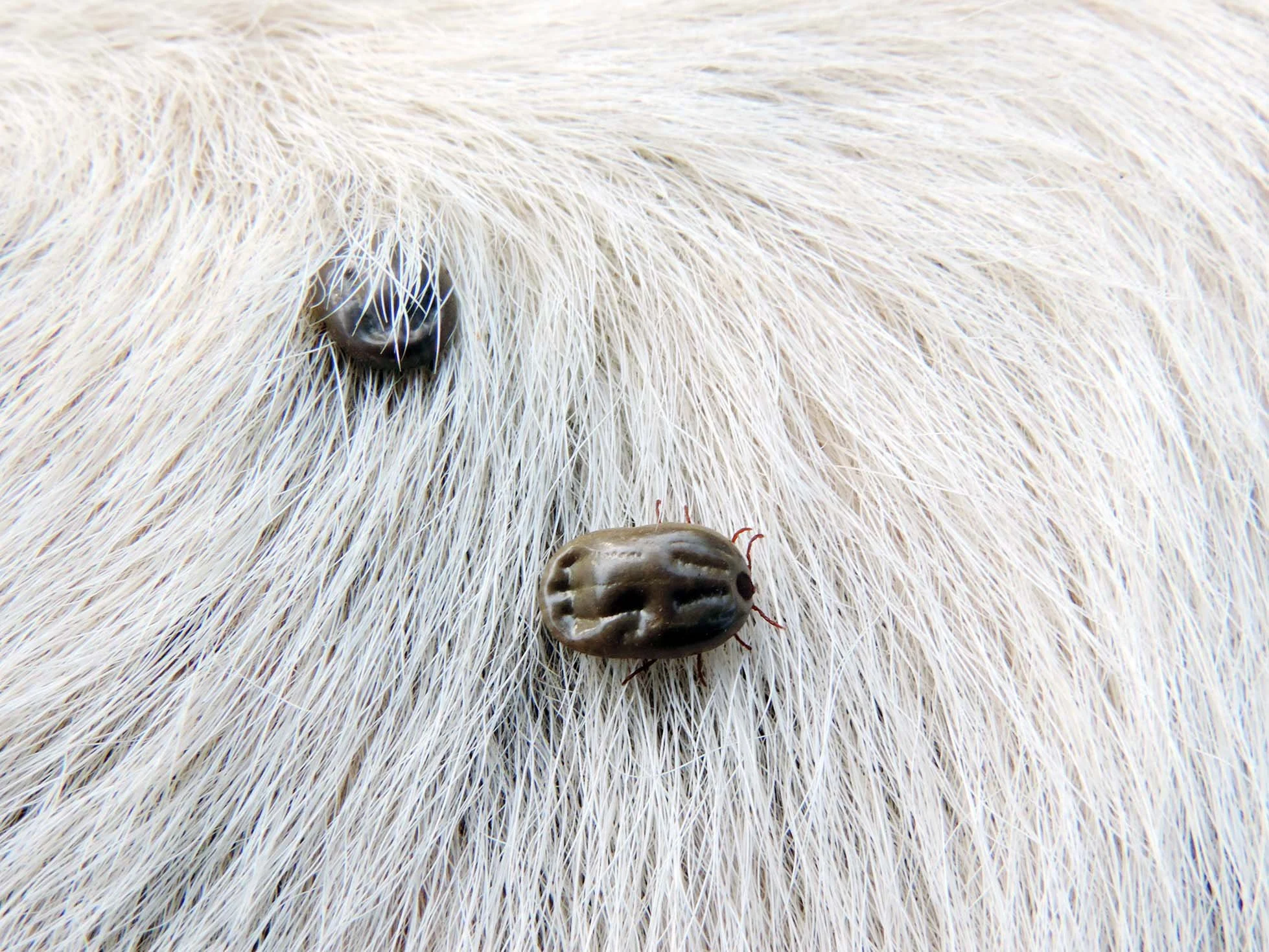 Close-up of a tick on a white dog.