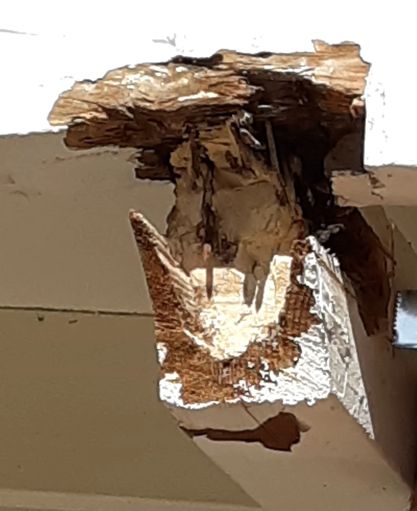 Fungus damaged rafter and fascia.