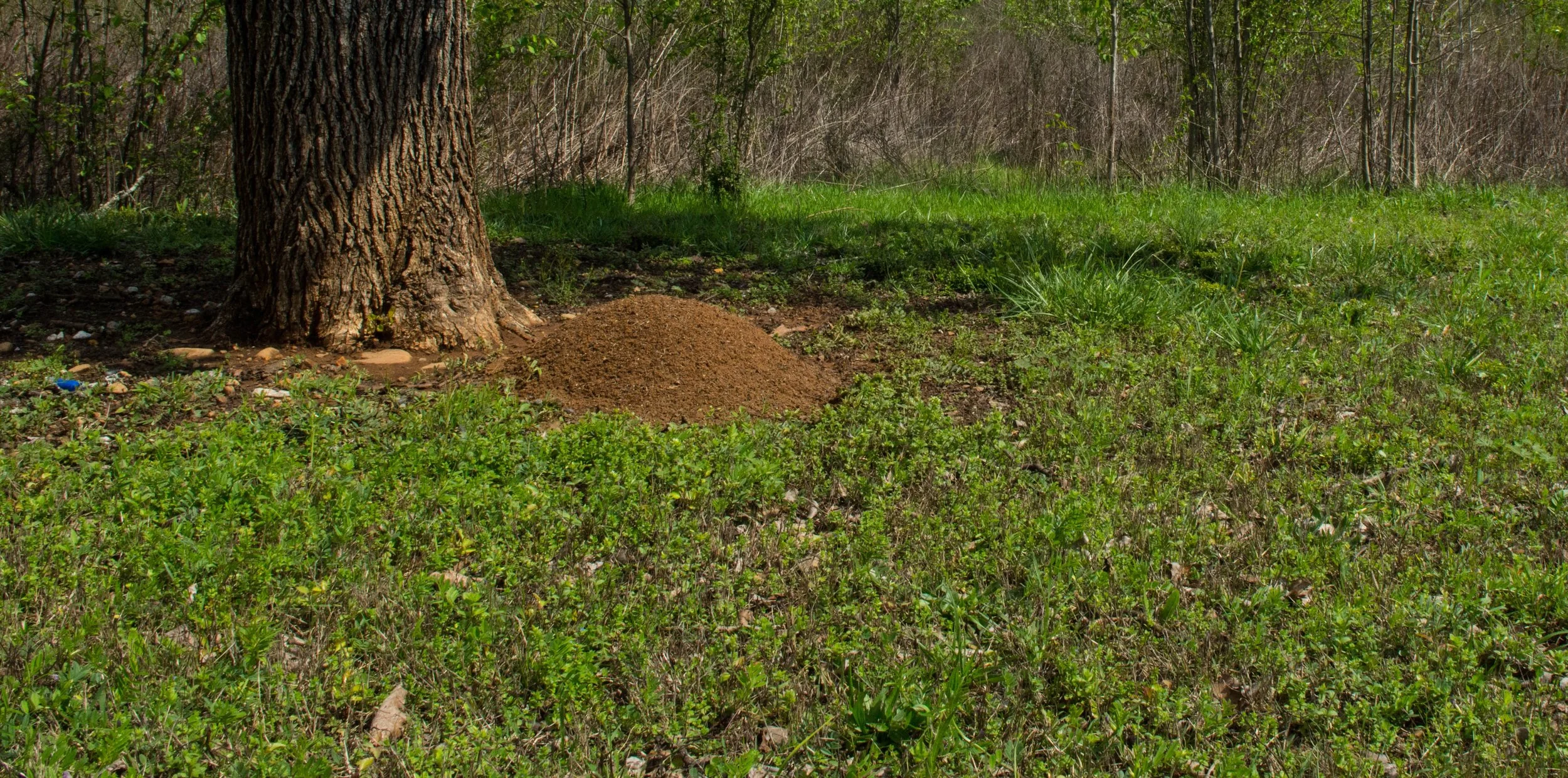 A tree trunk in a grassy area with a fire ant mound nearby