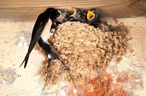 Cliff Swallow Nest.