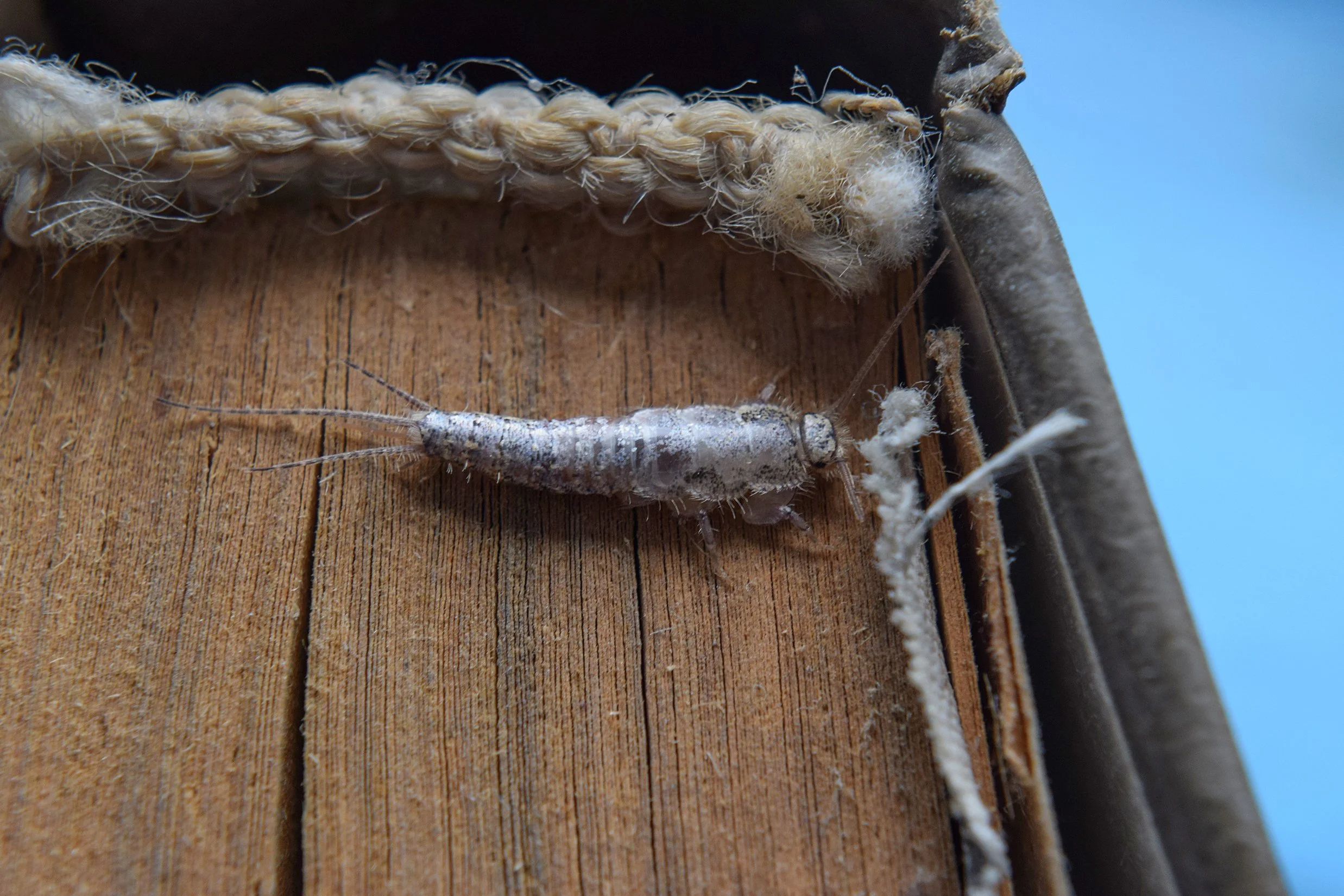 Silverfish feeding on book.