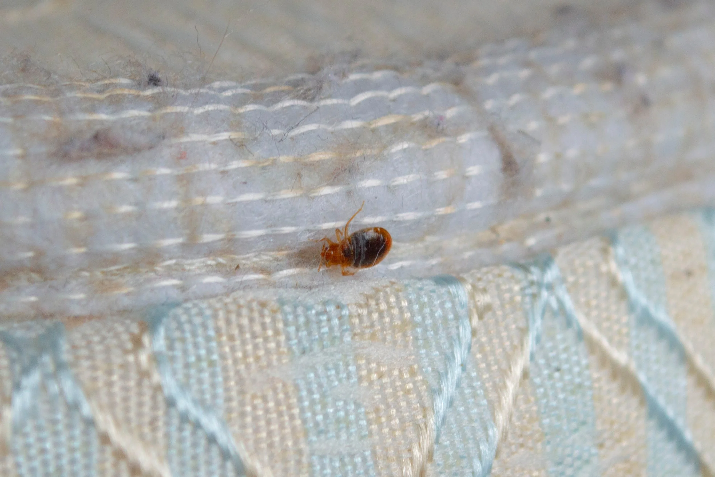 Close-up of a bed bug on a mattress.