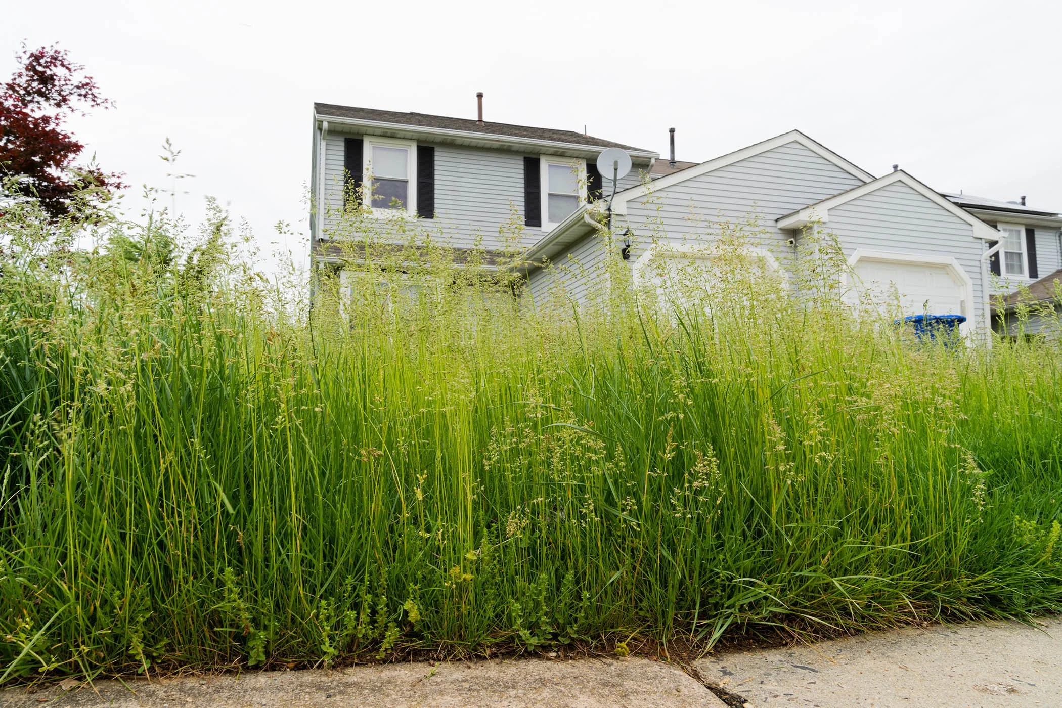 Overgrown front yard with tall grass perfect hiding spot for fleas, tick, mosquitoes, and rats.
