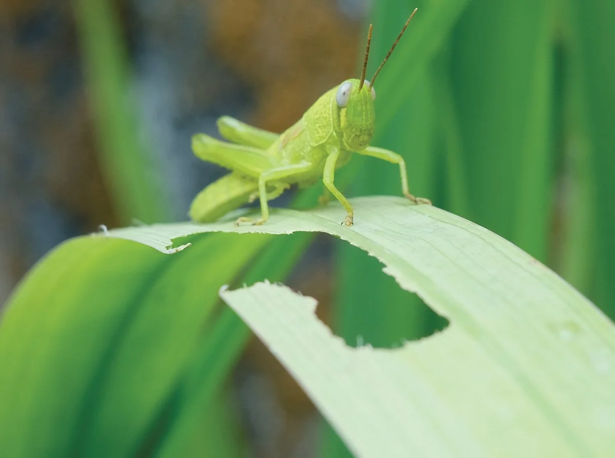 Grasshopper damaging plants.