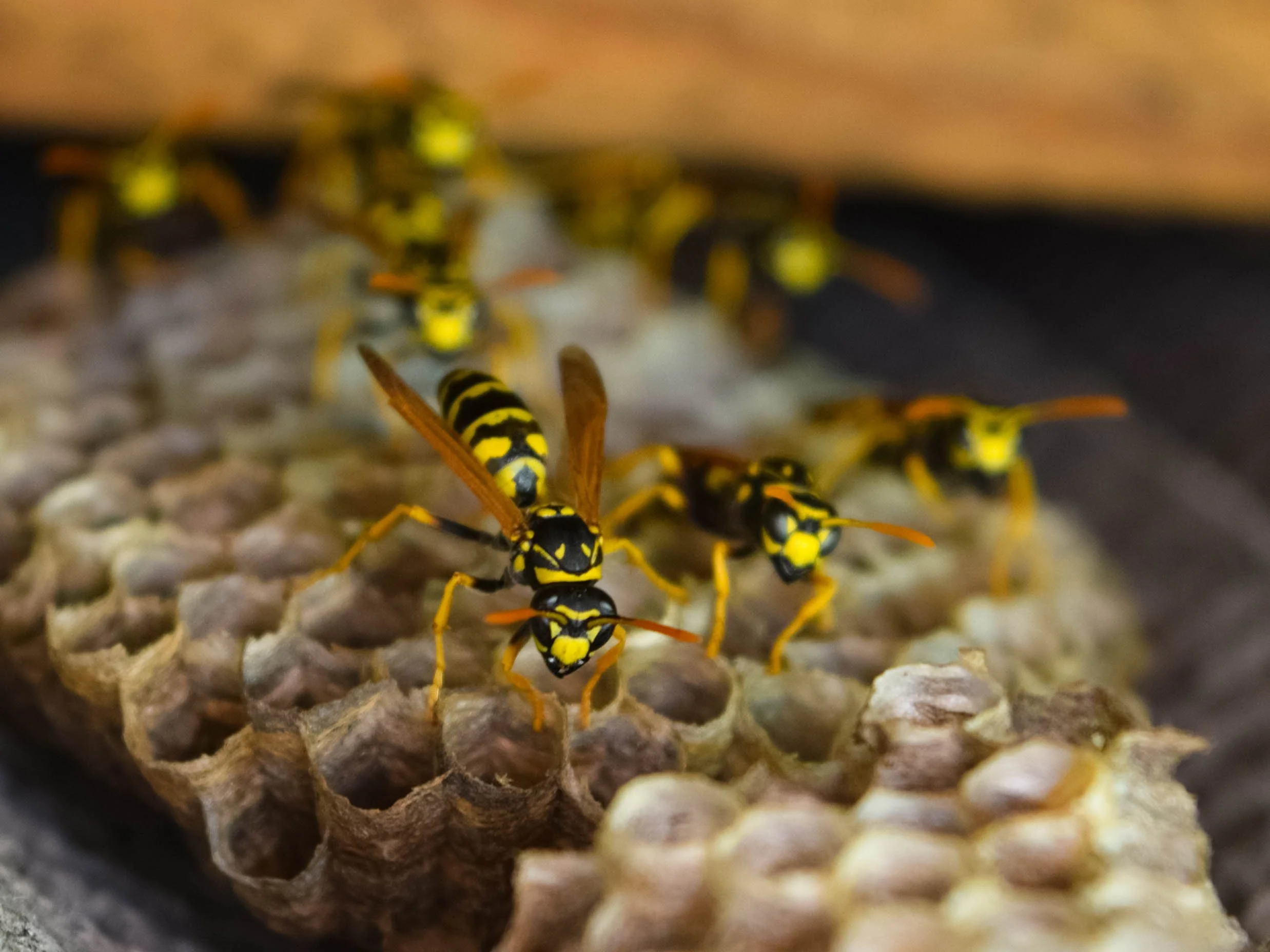 Close-up of a wasp colony with multiple black and yellow wasps.