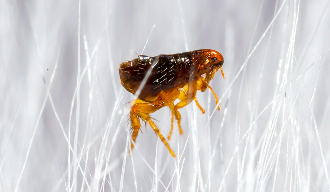 Close-up of a tiny flea on pet fur.