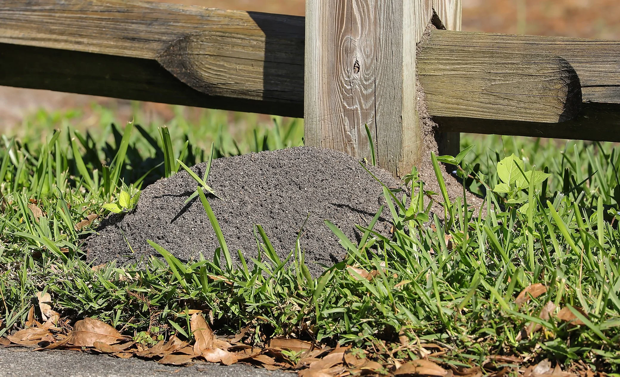 Fire ant mound against a wooden fence post and rail.