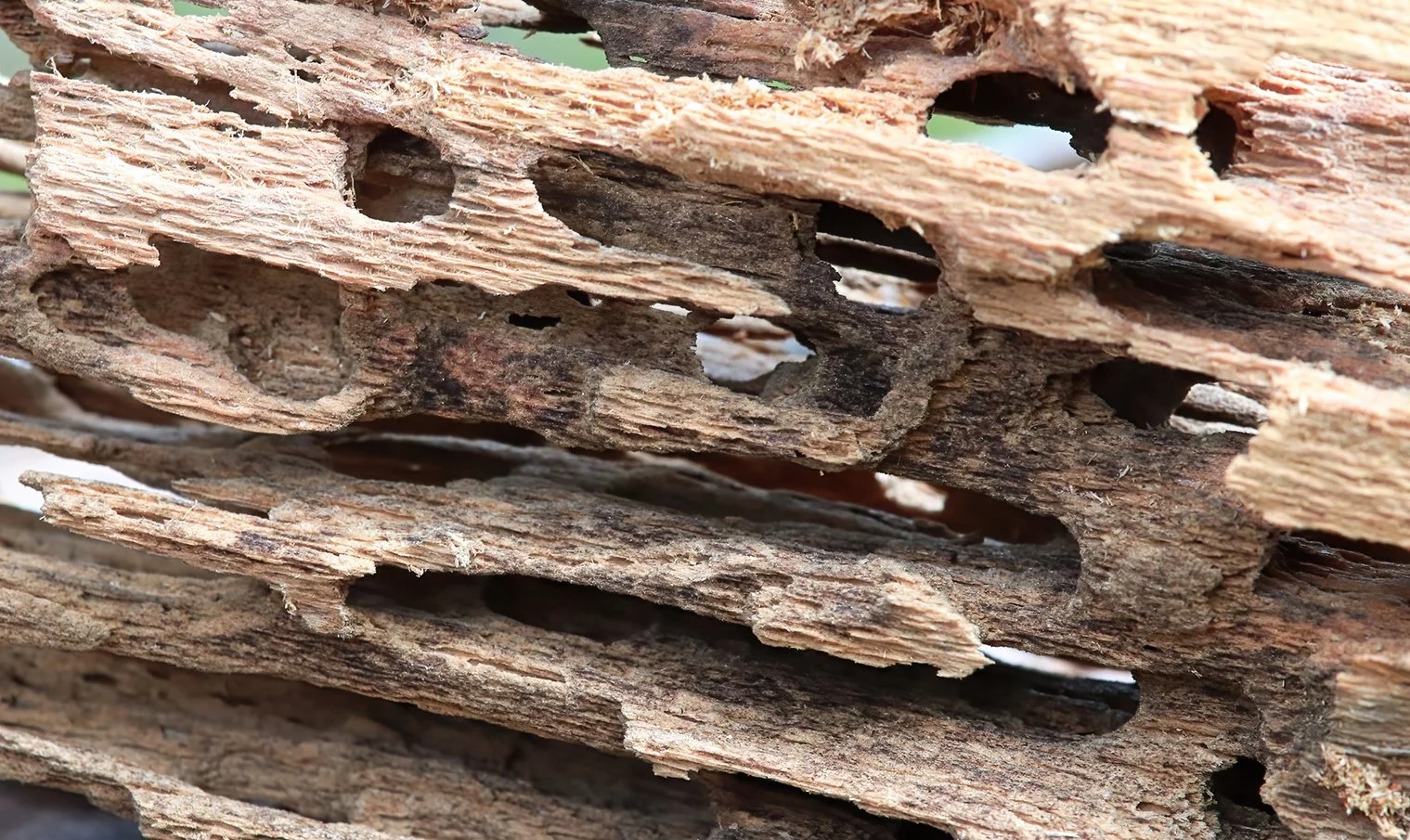 Close-up of Carpenter Ants.