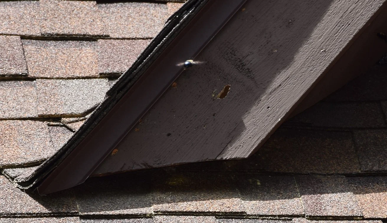 Carpenter Bee going towards its hole.