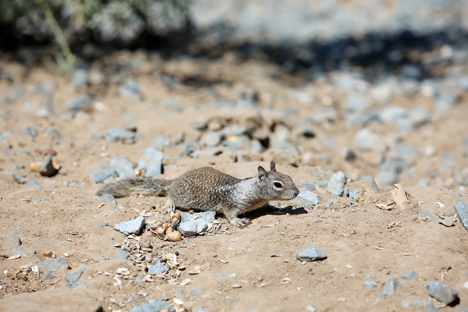 Ground Squirrel.