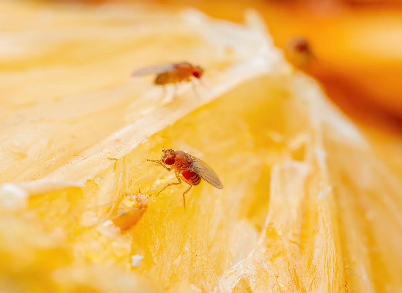 Close-up of a sliced fruit with tiny fruit flies on its surface.