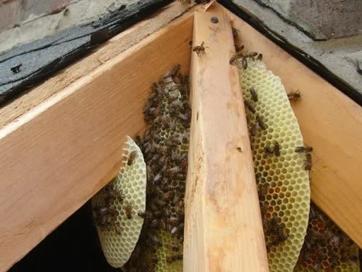 Bees working on honeycomb frames inside a hive.