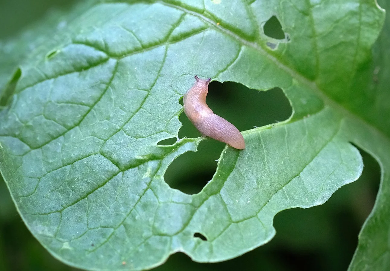 A small slug on a green, partially eaten leaf.