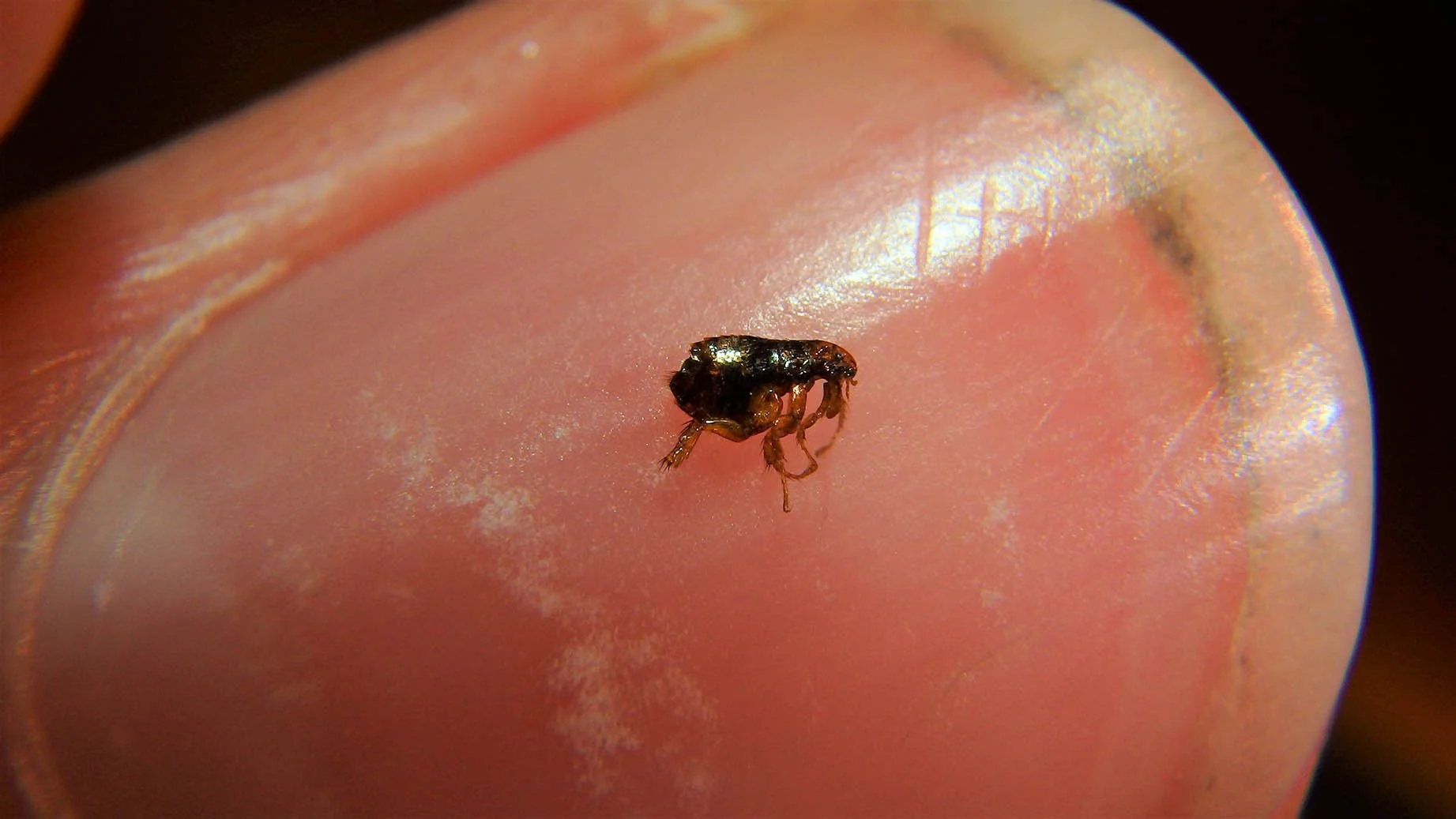Close-up of a tiny flea on human nail.